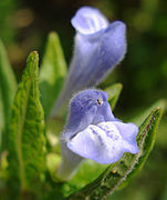 Common skullcap