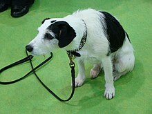 A black and white Parson Russel Terrier dog sitting on a green carpet.