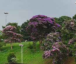 Hercegnővirág fák São Paulóban (Ceret park)