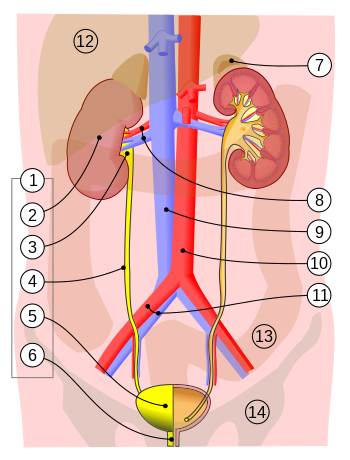 1. Human urinary system: 2. Kidney, 3. Renal pelvis, 4. Ureter, 5. Urinary bladder, 6. Urethra. (Left side with frontal section)7. Adrenal gland Vessels: 8. Renal artery and vein, 9. Inferior vena cava, 10. Abdominal aorta, 11. Common iliac artery and vein With transparency: 12. Liver, 13. Large intestine, 14. Pelvis