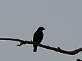 Village Indigobird (Vidua chalybeata) MaleY