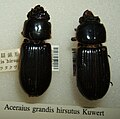 Aceraius grandis hirsutus