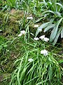 Allium neapolitanum