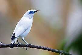 Bali Myna 0A2A9443