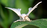 500 000 Duftdrüsen des weiblichen Seidenspinners (Bombyx mori L.) wurden benötigt, um die Molekülstruktur des Bombykols aufzuklären.