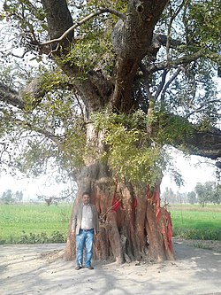 1000 वर्ष पुराने वृक्षदेवता "ब्रह्मदेव" का छायाचित्र