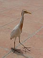 Kuhreiher Cattle Egret