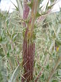 Cirsium Brevistylum stem