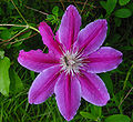 Clematis 'Dr. Ruppel'