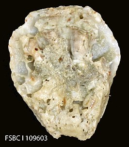 Ostrea equestris