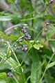 Deutsche Hundszunge (Cynoglossum germanicum)