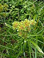 Cyperus eragrostis