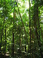 Image 51The Daintree Rainforest (from Tree)