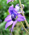 Delphinium ceratophorum