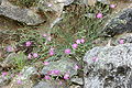 Dianthus gracilis