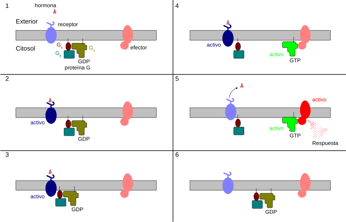 "Ciclo" dei recettori accoppiati alla proteina G