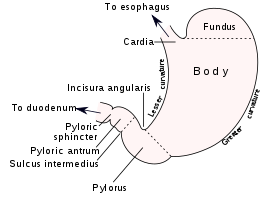 {Schematisch overzicht van de maag