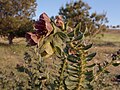 Hyoscyamus reticulatus flowering plant growth habit