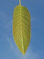 Leaf