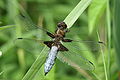 Plattbauch männlich (male)♂