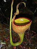 Nepenthes eymae; Celebes