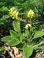 Wiesen-Schlüsselblume