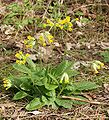 Schlüsselblume (Primula veris)