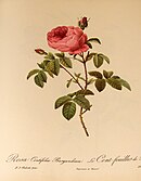 Rosa centifolia Burgundiaca (Frankrijk, voor 1590)