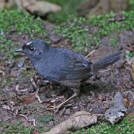 Witkruintapaculo