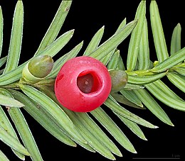 Tiszafa (Taxus baccata)