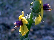 Β. το απλούν Verbascum simplex.