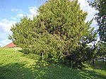 Eibe (Taxus baccata)