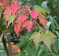 Herbstfärbung