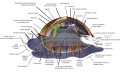 Anatomical diagram of a hypothetical ancestral mollusc