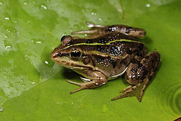 Albanian water frog