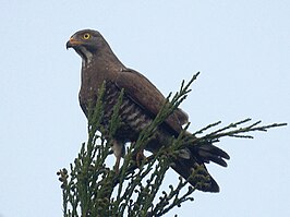 Grijskopbuizerd