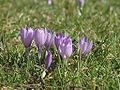 Crocus albiflorus