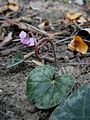 Cyclamen purpurascens – Einkrümmen des Stieles am Ende der Blüte