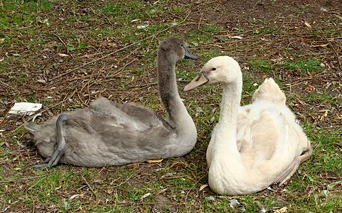 Lösistik sessiz kuğu yavrusu (Cygnus olor) ile lösistik olmayan yavru