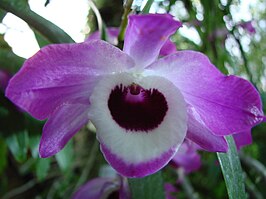 Dendrobium nobile