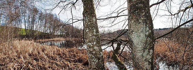 Offene Wasserfläche im Entenmoos