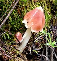 Hygrocybe calyptriformis