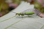 Hypochrysa elegans