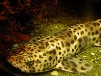 A captive nursehound in Kölner Zoo