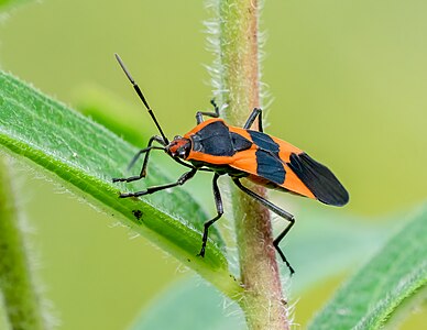 Large milkweed bug, by Rhododendrites