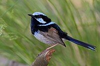 a small long-tailed vivid pale blue and black bird perched among some grasslike vegetation