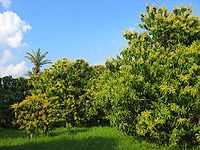 Açık gökyüzünde mango ağaçlarından arka fonun fotoğrafı