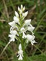 Helm-Knabenkraut (Orchis militaris), ein Albino