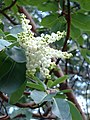 Arbutus menziesii—çiçekleri