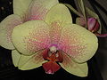 Phalaenopsis cultivar